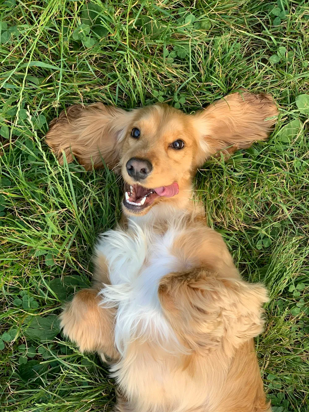 Cão relaxando deitado na grama